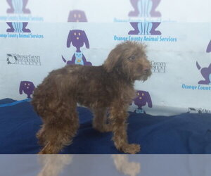 Unknown-Wheaten Terrier Mix Dogs for adoption in Orlando, FL, USA