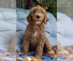 Puppy Ralph Goldendoodle