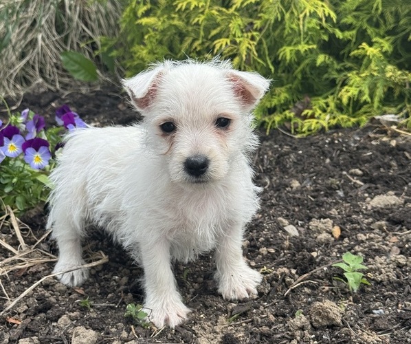 Medium Photo #4 West Highland White Terrier Puppy For Sale in CANOGA, NY, USA