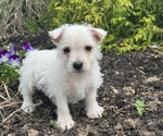 Small #3 West Highland White Terrier