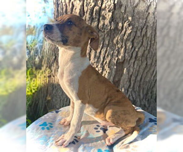 Medium Photo #3 Catahoula Leopard Dog-Unknown Mix Puppy For Sale in Pleasanton, TX, USA