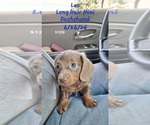 Puppy Leo Dachshund