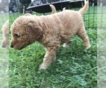 Small Photo #6 Goldendoodle Puppy For Sale in FOREST PARK, IL, USA