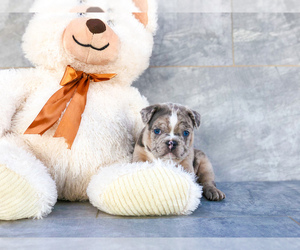 Faux Frenchbo Bulldog Puppy for sale in CLEVELAND, NC, USA