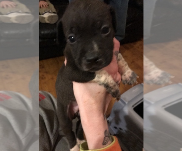 Medium Photo #5 American Pit Bull Terrier Puppy For Sale in CHATSWORTH, GA, USA