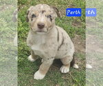 Small #3 Australian Shepherd Mix
