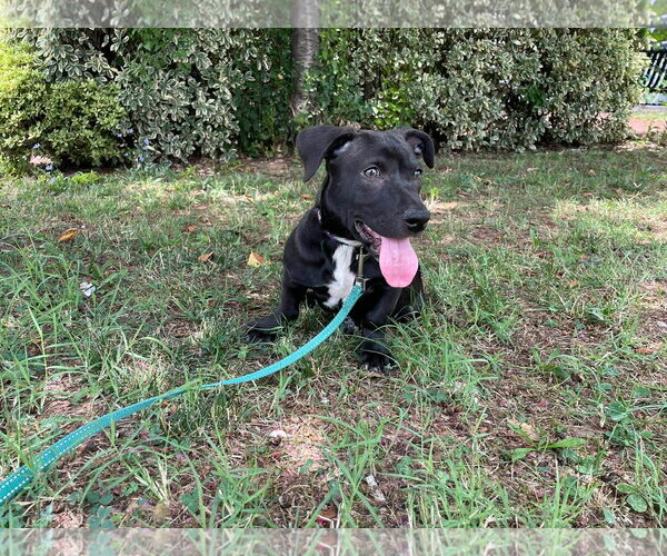 Medium Photo #3 Mutt Puppy For Sale in Derwood, MD, USA