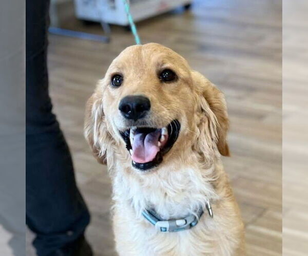 Medium Photo #2 Golden Retriever Puppy For Sale in Valrico, FL, USA
