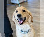 Small #1 Golden Retriever