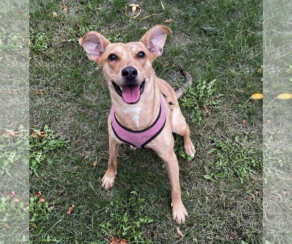 Medium Photo #3 Mutt Puppy For Sale in St. Louis Park, MN, USA
