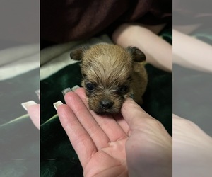 Tibetan Terrier-Yorkshire Terrier Mix Puppy for Sale in JACKSONVILLE, Florida USA