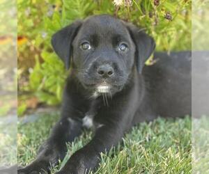 Catahoula Leopard Dog-Labrador Retriever Mix Dogs for adoption in San Diego, CA, USA