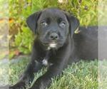 Small Catahoula Leopard Dog-Labrador Retriever Mix