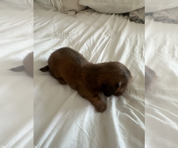 Medium Photo #5 Dachshund Puppy For Sale in SAN DIEGO, CA, USA