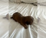 Small #4 Dachshund