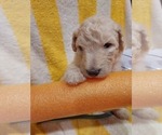 Small Photo #44 Bordoodle Puppy For Sale in COPPERAS COVE, TX, USA