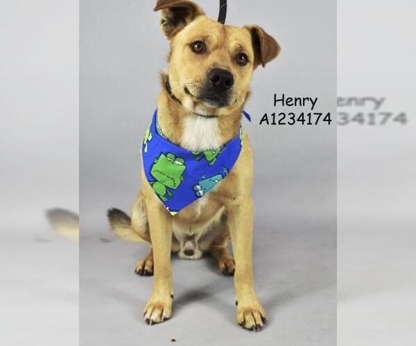 Medium Photo #1 American Pit Bull Terrier Puppy For Sale in Bakersfield, CA, USA