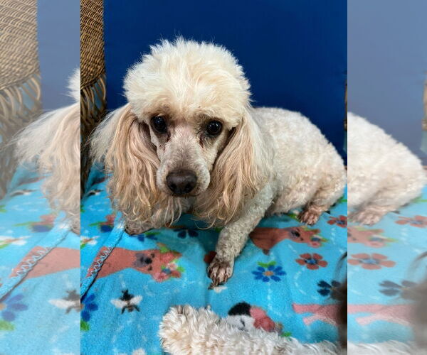 Medium Photo #2 Poodle (Miniature) Puppy For Sale in Pacolet, SC, USA