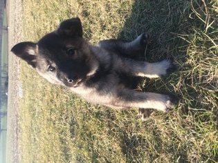 Norwegian Elkhound Puppy for sale in YORK, PA, USA