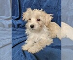 Small Photo #5 Morkie Puppy For Sale in HOLLAND, MI, USA