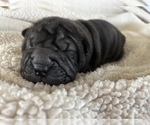 Small Photo #4 Chinese Shar-Pei Puppy For Sale in KENNEWICK, WA, USA