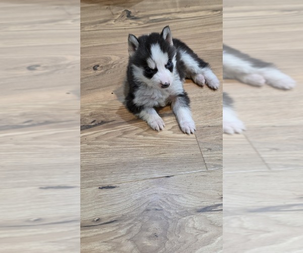 Medium Photo #7 Siberian Husky Puppy For Sale in PORTLAND, OR, USA