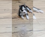 Small #6 Siberian Husky
