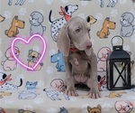 Small Photo #6 Weimaraner Puppy For Sale in NEWCASTLE, OK, USA