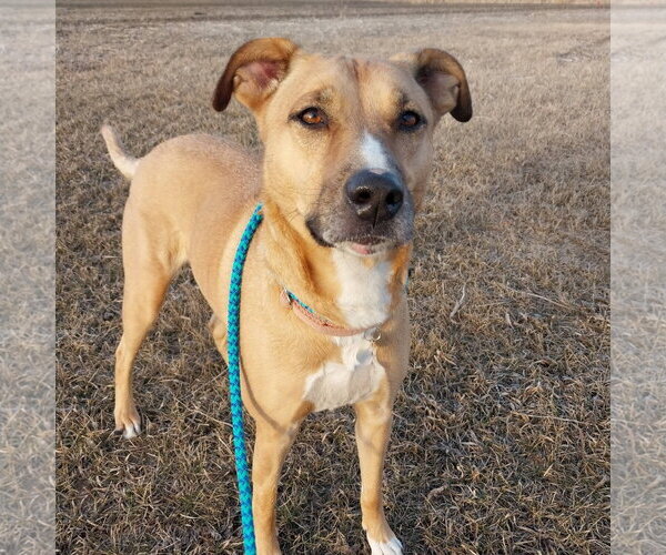 Medium Photo #44 Mutt Puppy For Sale in Fargo, ND, USA