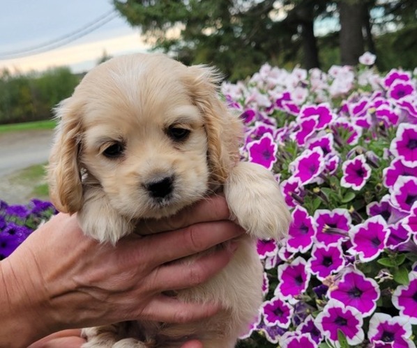 Medium Photo #1 Cocker Spaniel Puppy For Sale in WITHEE, WI, USA