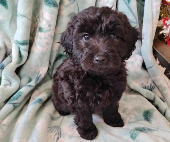Medium Photo #1 Cockapoo (Miniature) Puppy For Sale in FITZGERALD, GA, USA