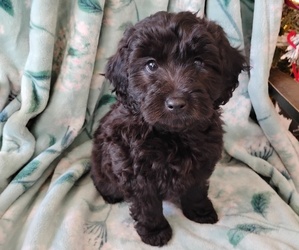 Cockapoo (Miniature) Puppy for sale in FITZGERALD, GA, USA