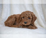Small Photo #16 Goldendoodle (Miniature) Puppy For Sale in LEOLA, PA, USA