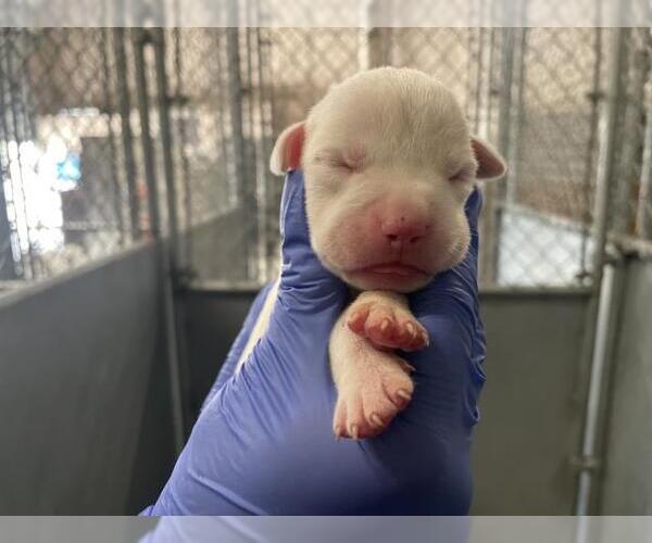Medium Photo #1 American Bulldog-Unknown Mix Puppy For Sale in HESPERIA, CA, USA