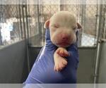 Small American Bulldog Mix