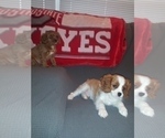 Small Photo #10 Cavalier King Charles Spaniel Puppy For Sale in HOWLAND, OH, USA