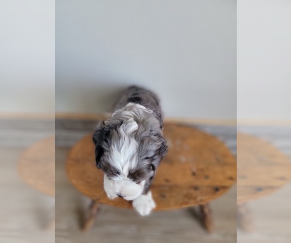 Medium Photo #12 Miniature Bernedoodle Puppy For Sale in CUBA CITY, WI, USA