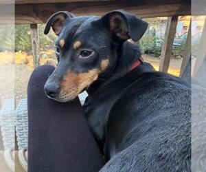 Chiweenie Dogs for adoption in Los Angeles, CA, USA