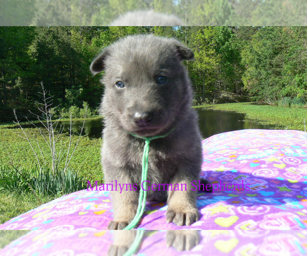 Medium Photo #7 German Shepherd Dog Puppy For Sale in PIEDMONT, MO, USA