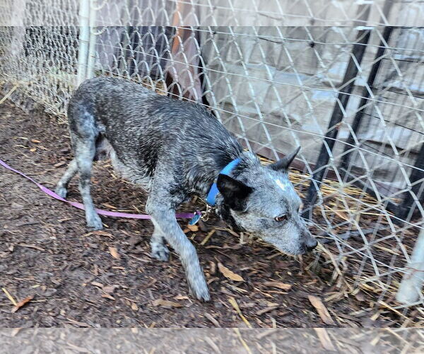 Medium Photo #3 Mutt Puppy For Sale in Paso Robles, CA, USA