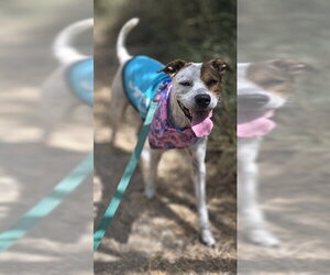 Mutt Dogs for adoption in Corpus Christi, TX, USA