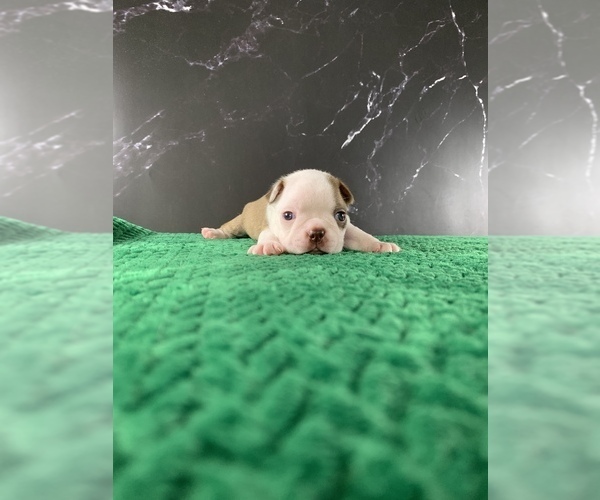 Medium Photo #24 Boston Terrier Puppy For Sale in TULARE, CA, USA