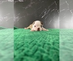 Small Photo #131 Boston Terrier Puppy For Sale in TULARE, CA, USA