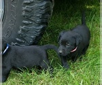 Small #12 Labrador Retriever