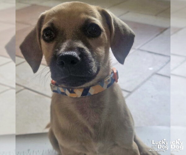 Medium Photo #2 Chihuahua-Unknown Mix Puppy For Sale in Washington, DC, USA