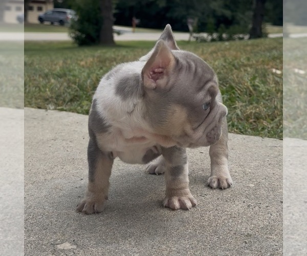 Medium Photo #3 French Bulldog Puppy For Sale in SUSSEX, WI, USA