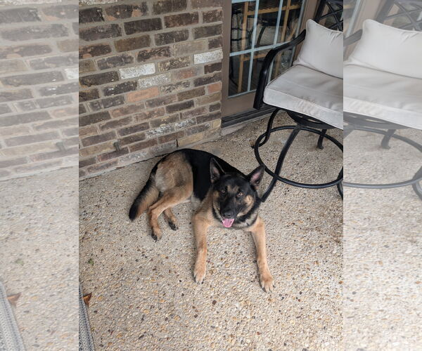 Medium Photo #3 German Shepherd Dog Puppy For Sale in Denton, TX, USA