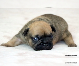 Medium French Bulldog