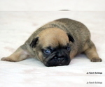 Puppy Buck French Bulldog