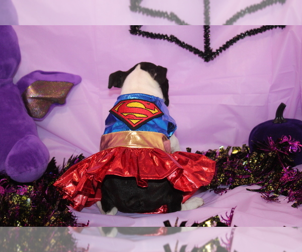 Medium Photo #4 Boston Terrier Puppy For Sale in BROOKSVILLE, FL, USA